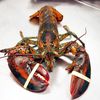 Rising Ocean Temperatures Are Killing Lobsters & "Turning Sea Stars To Mush"